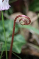 Cyclamen: Click to enlarge